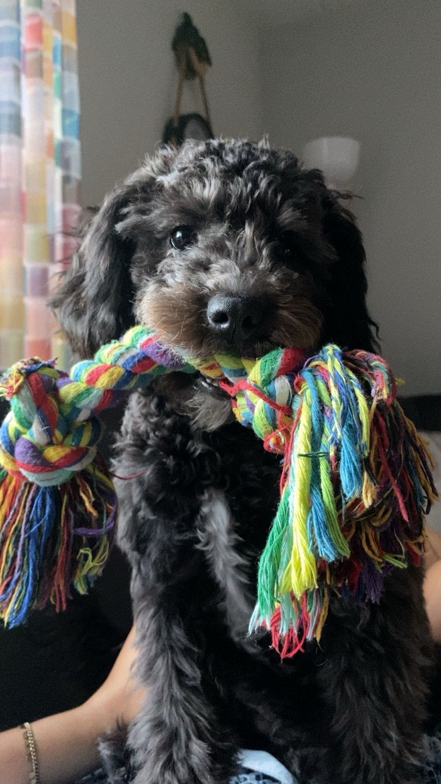 Een liefdevol nieuw thuis voor onze lieve maltipoo Milou, Dieren en Toebehoren, Honden | Niet-rashonden, Parvo, 15 weken tot 1 jaar