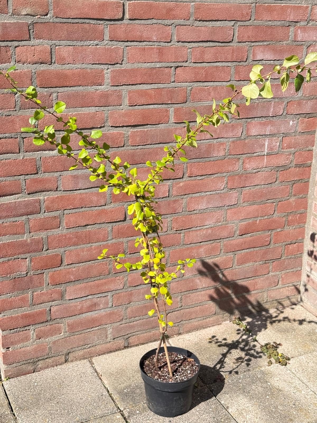 Japanse kweepeer of quitte perenboom, Ophalen, Lente, Volle zon, 100 tot 250 cm