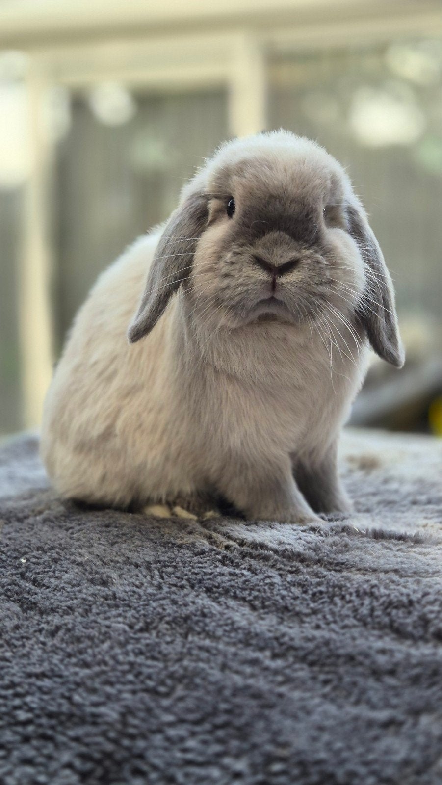 prachtige minilop ram, Dieren en Toebehoren, Konijnen, Mannelijk, Dwerg