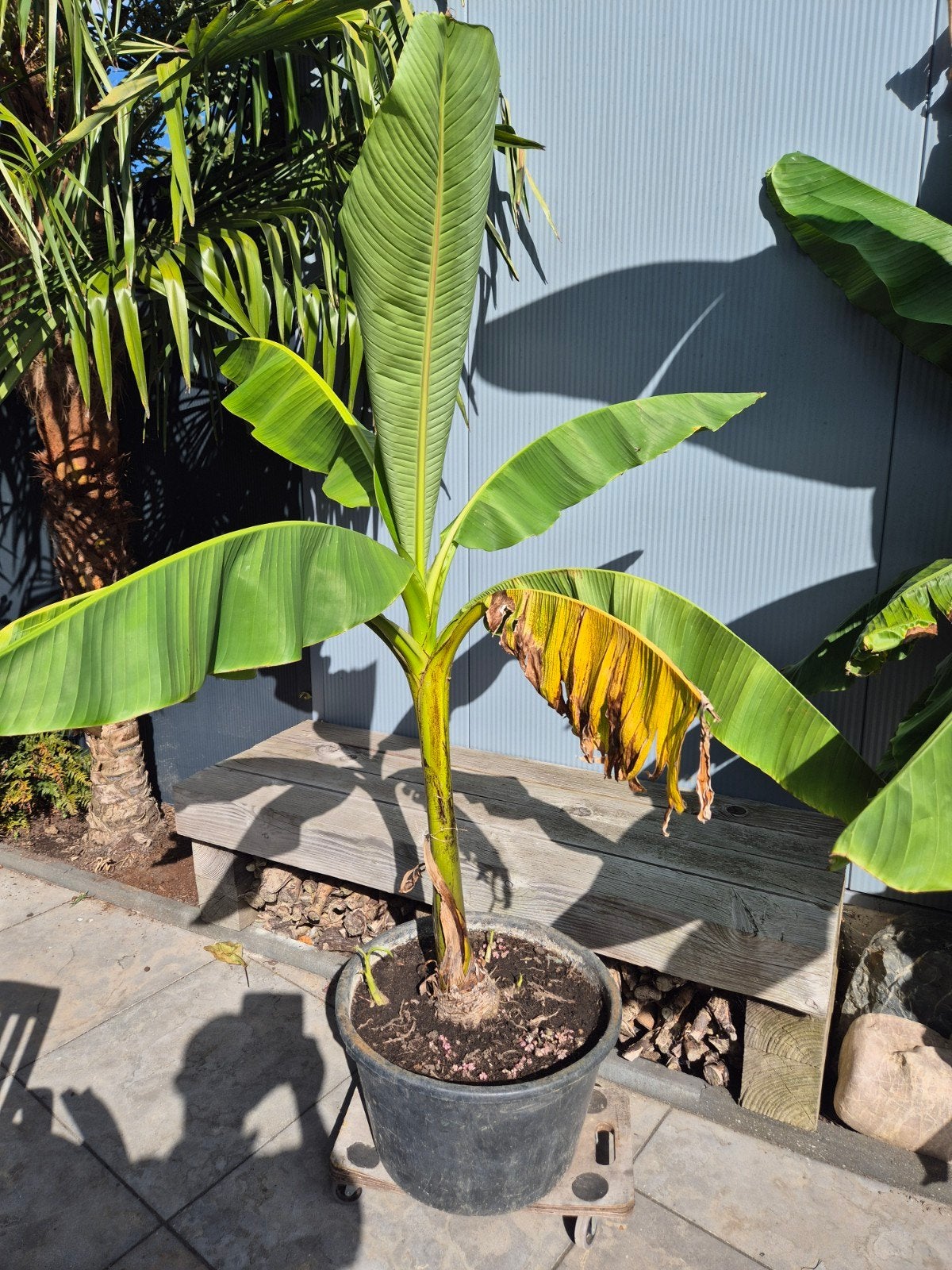 Bananenboom - +/- 1,20 mtr hoog, Tuin en Terras, Planten | Tuinplanten, Ophalen, Volle zon, Vaste plant, Bloeit niet