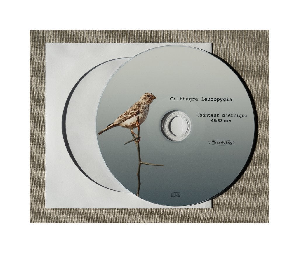 Edelzanger, Meerdere dieren, Tropenvogel, Tam