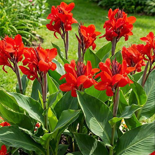 Jonge Canna Planten - Rood Bloeiend, Tuin en Terras, Planten | Tuinplanten, Volle zon, Vaste plant, Zomer, Ophalen