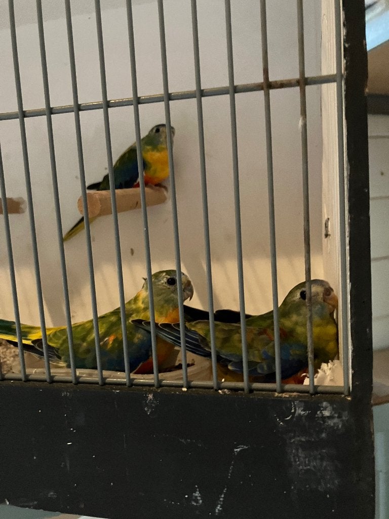 1koppel + jong. 3Turquoisines Vogels, Meerdere dieren, Parkiet