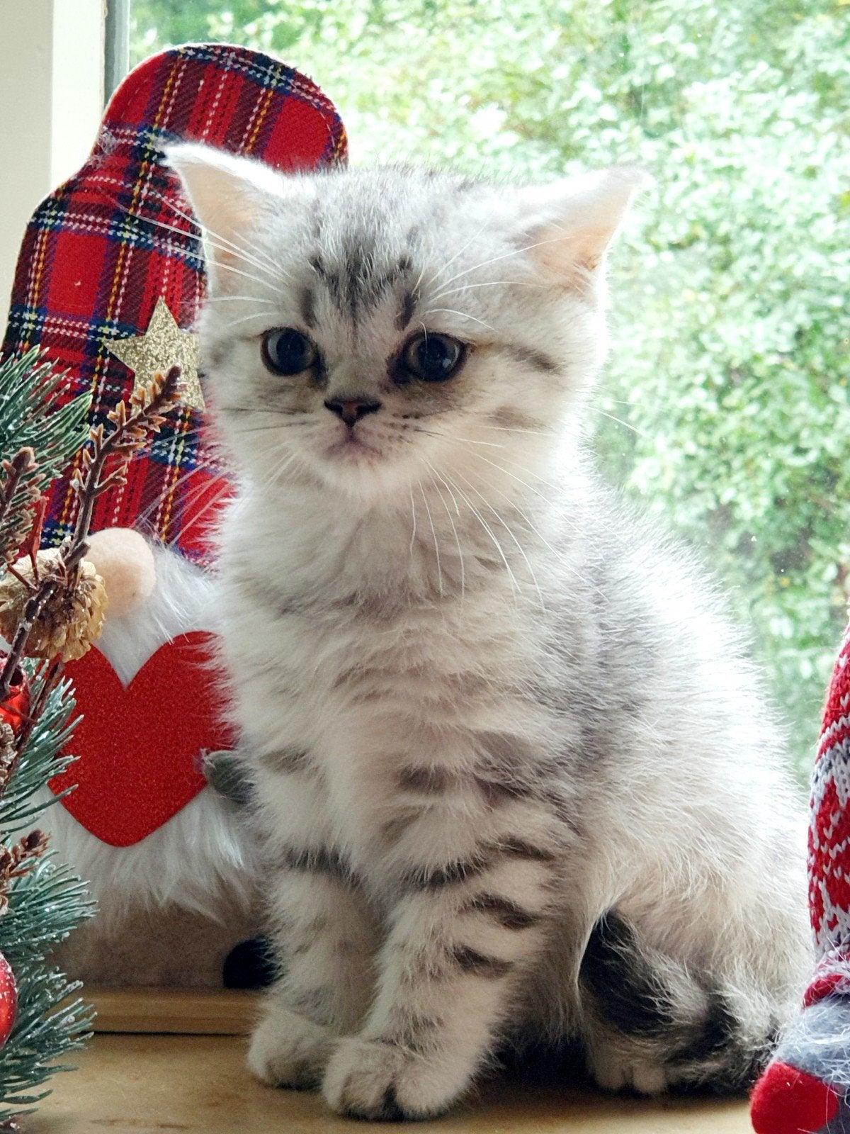 Schattige Brits Korthaar-kittens kunnen gelijk mee, Kater, Ontwormd, 0 tot 2 jaar