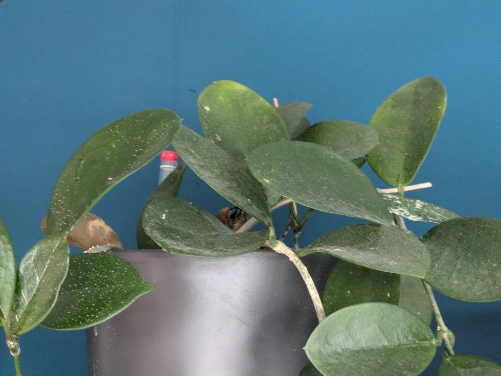 Hoya Carnosa stek, Huis en Inrichting, Ophalen of Verzenden, Halfschaduw, Minder dan 100 cm