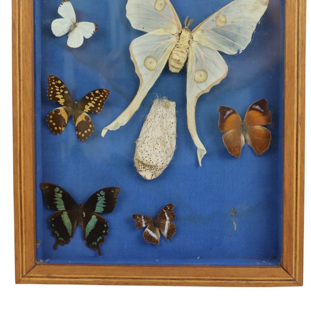 Kleurrijke Ingelijste Vlinders Taxidermie Opgezet Insect, Verzamelen, Ophalen of Verzenden, Gebruikt, Insect, Opgezet dier