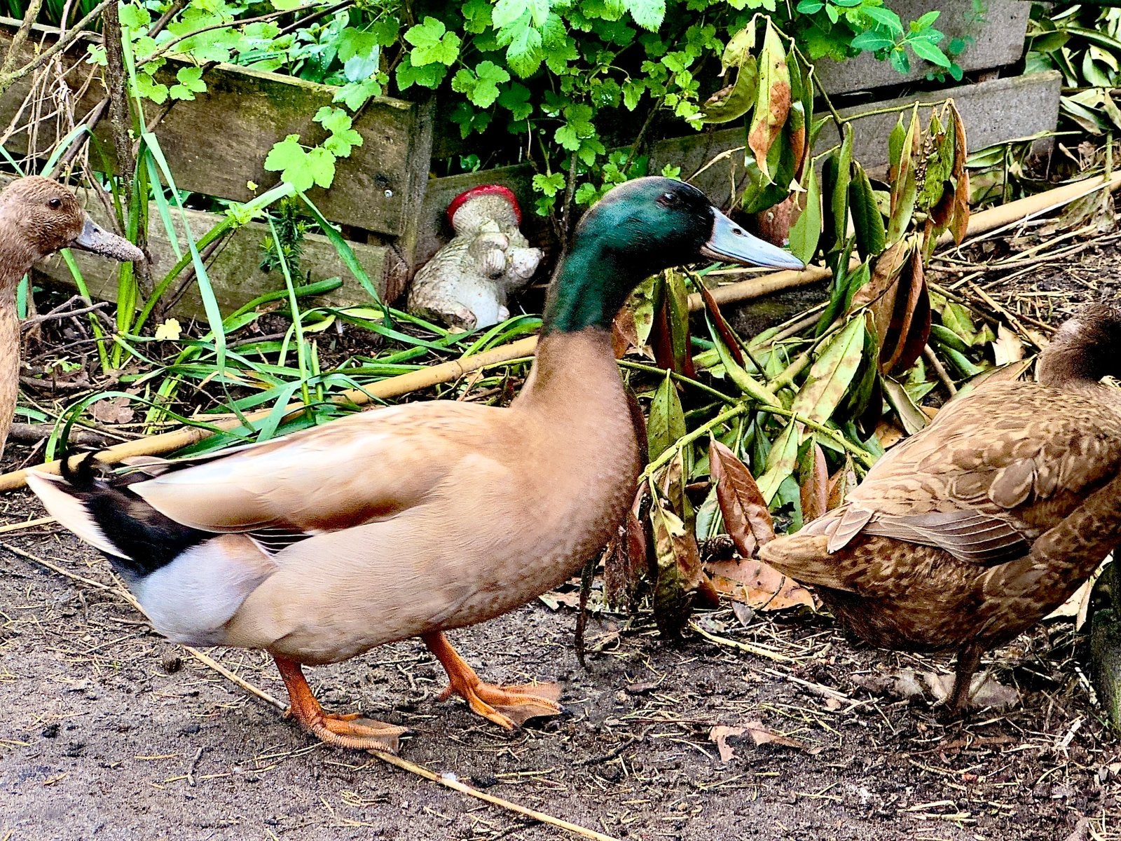 khaki campbell - fokwoerd, Dieren en Toebehoren, Pluimvee, Mannelijk, Eend