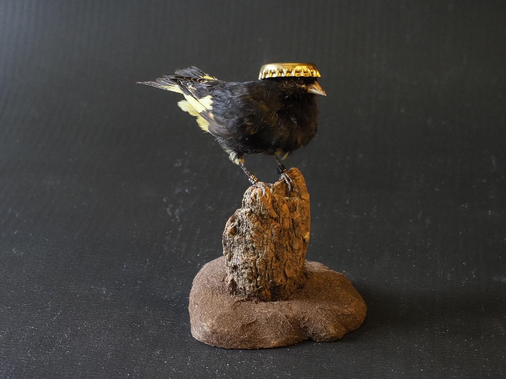 Opgezette Zwarte Sijs (Prins Pils), Ophalen of Verzenden, Nieuw, Vogel, Opgezet dier