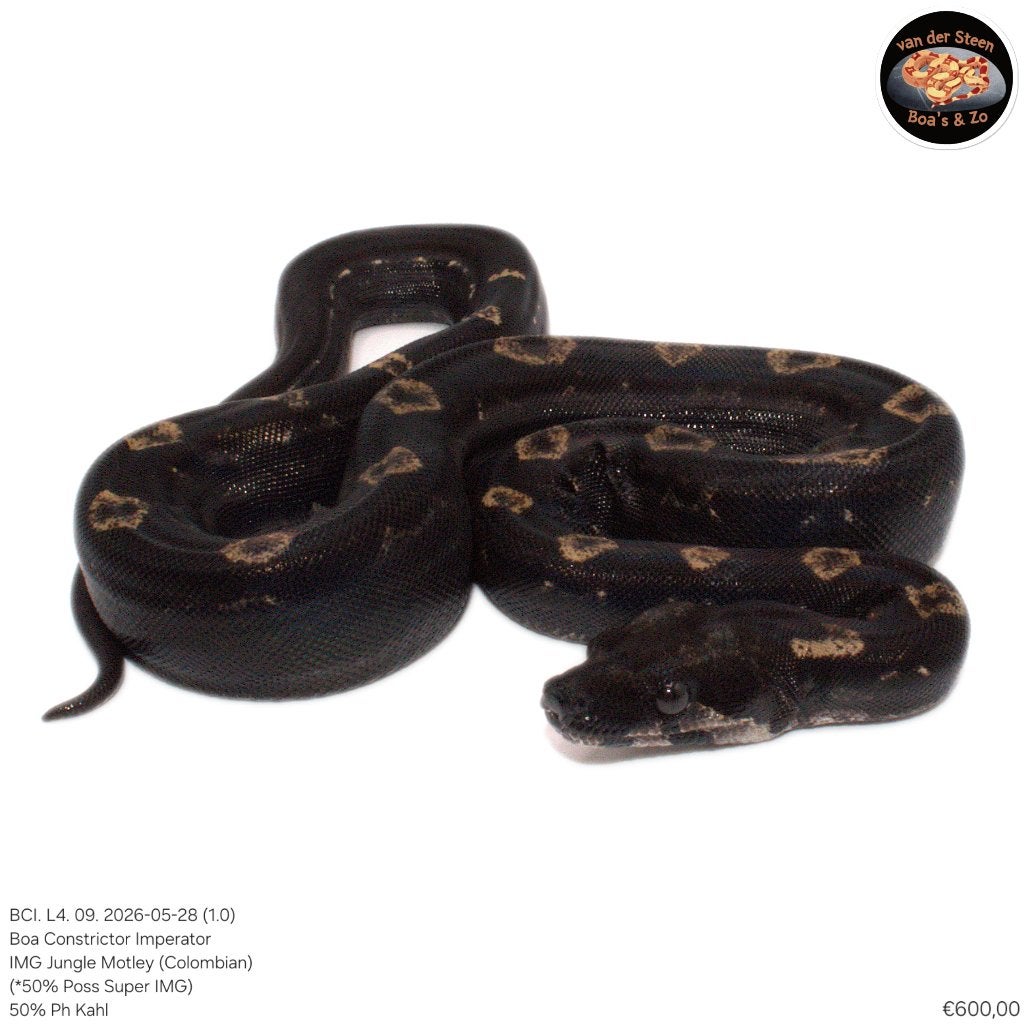 Boa Constrictor Imperator Litter 04 2026 Boa Constrictor photo 8