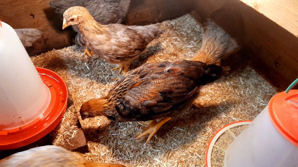 Twentse hoender kuikens, Dieren en Toebehoren, Pluimvee, Meerdere dieren, Kip