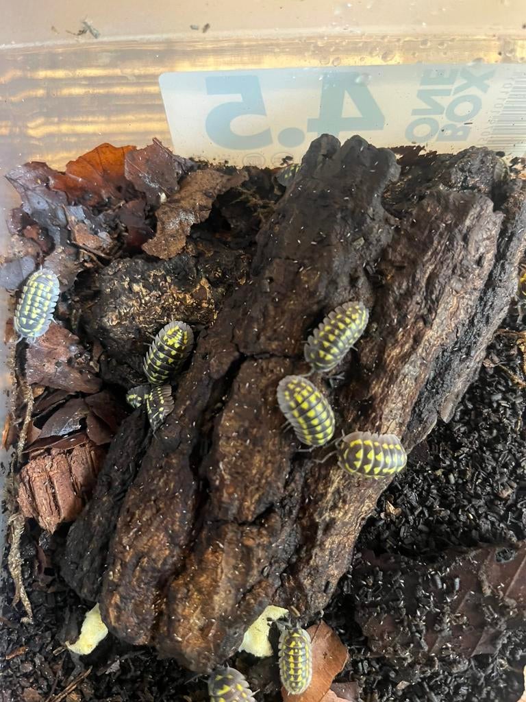 Armadillidium Gestroi Isopods, Dieren en Toebehoren, Overige soorten