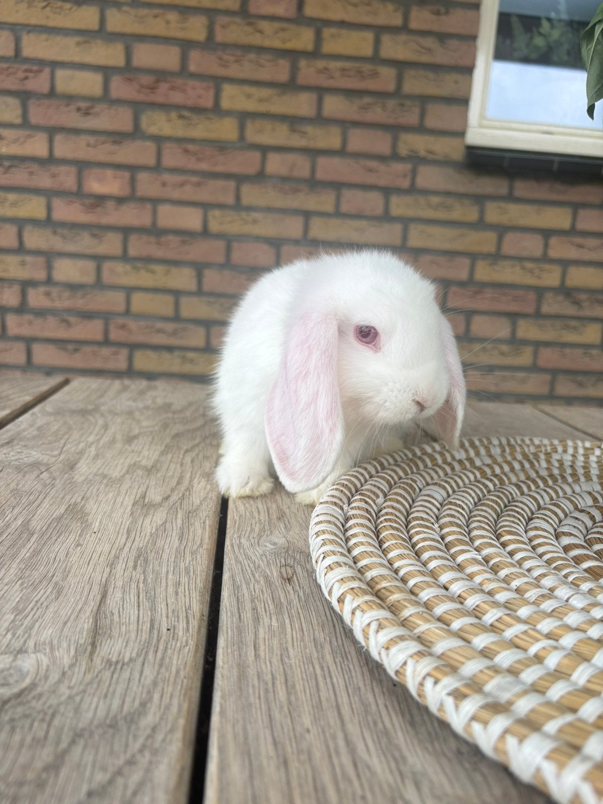 Lieve tamme ram zoekt nieuw huis!, Mannelijk, Dwerg, 0 tot 2 jaar