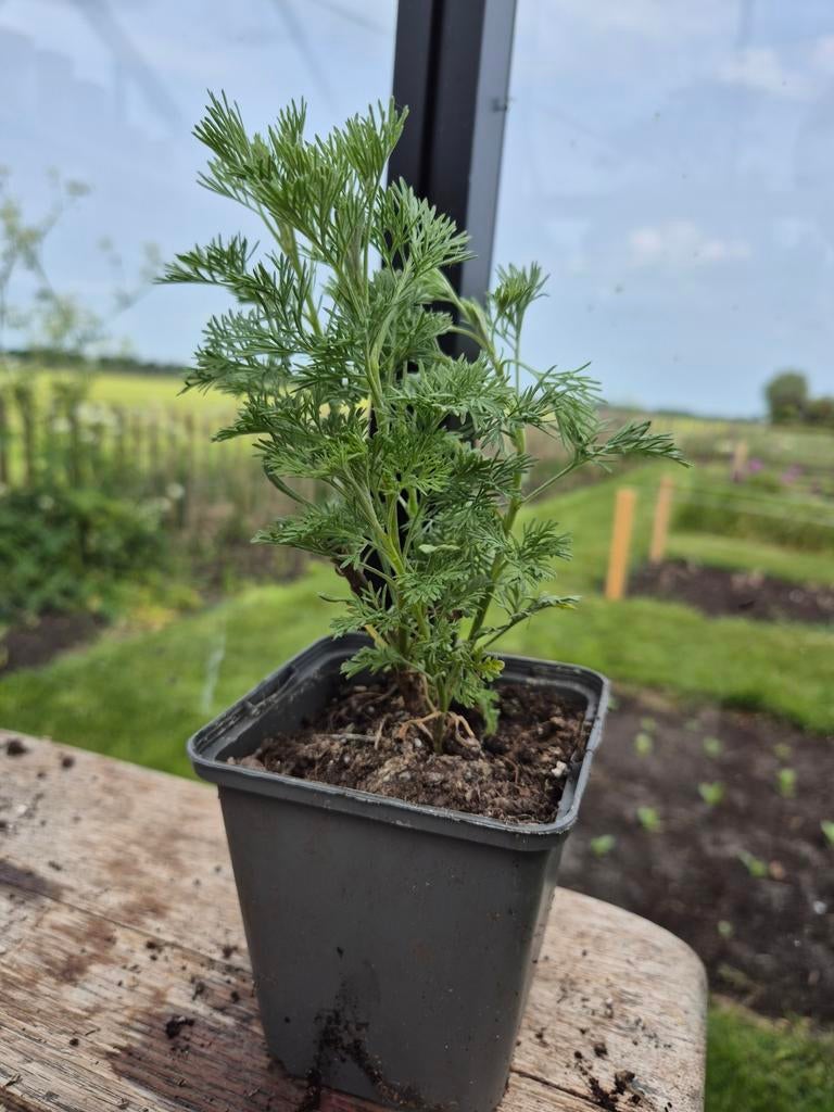 Colakruid - Artemisia abrotanum - Jonge plant, Ophalen of Verzenden
