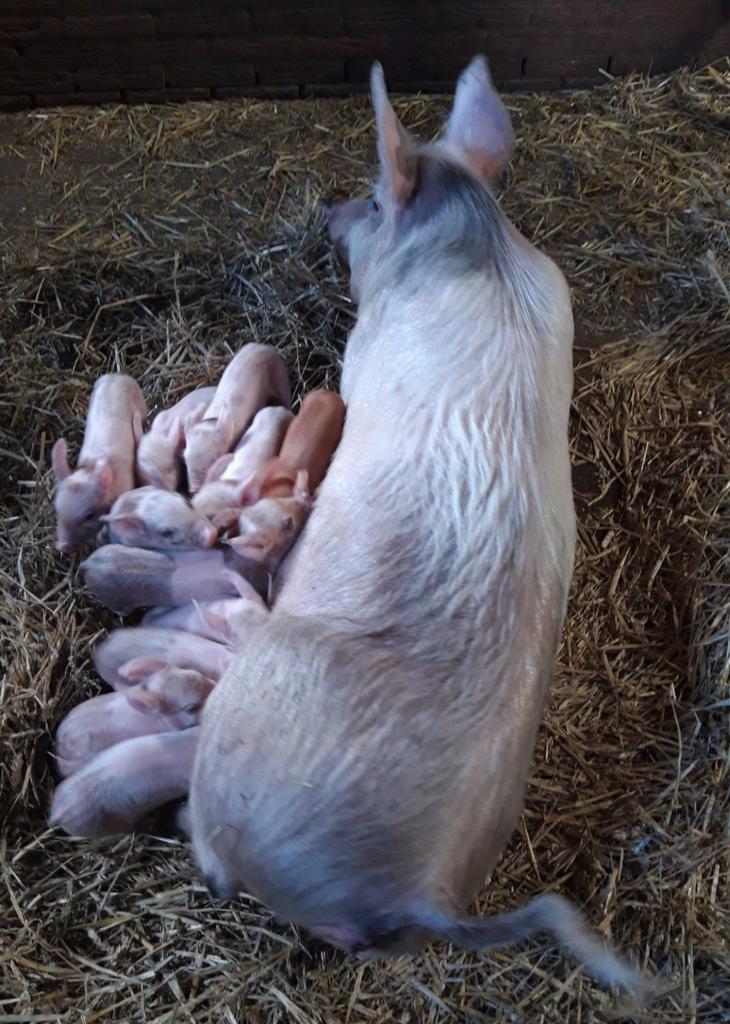 Biggen, duroc x pitrain, Meerdere dieren, Varken