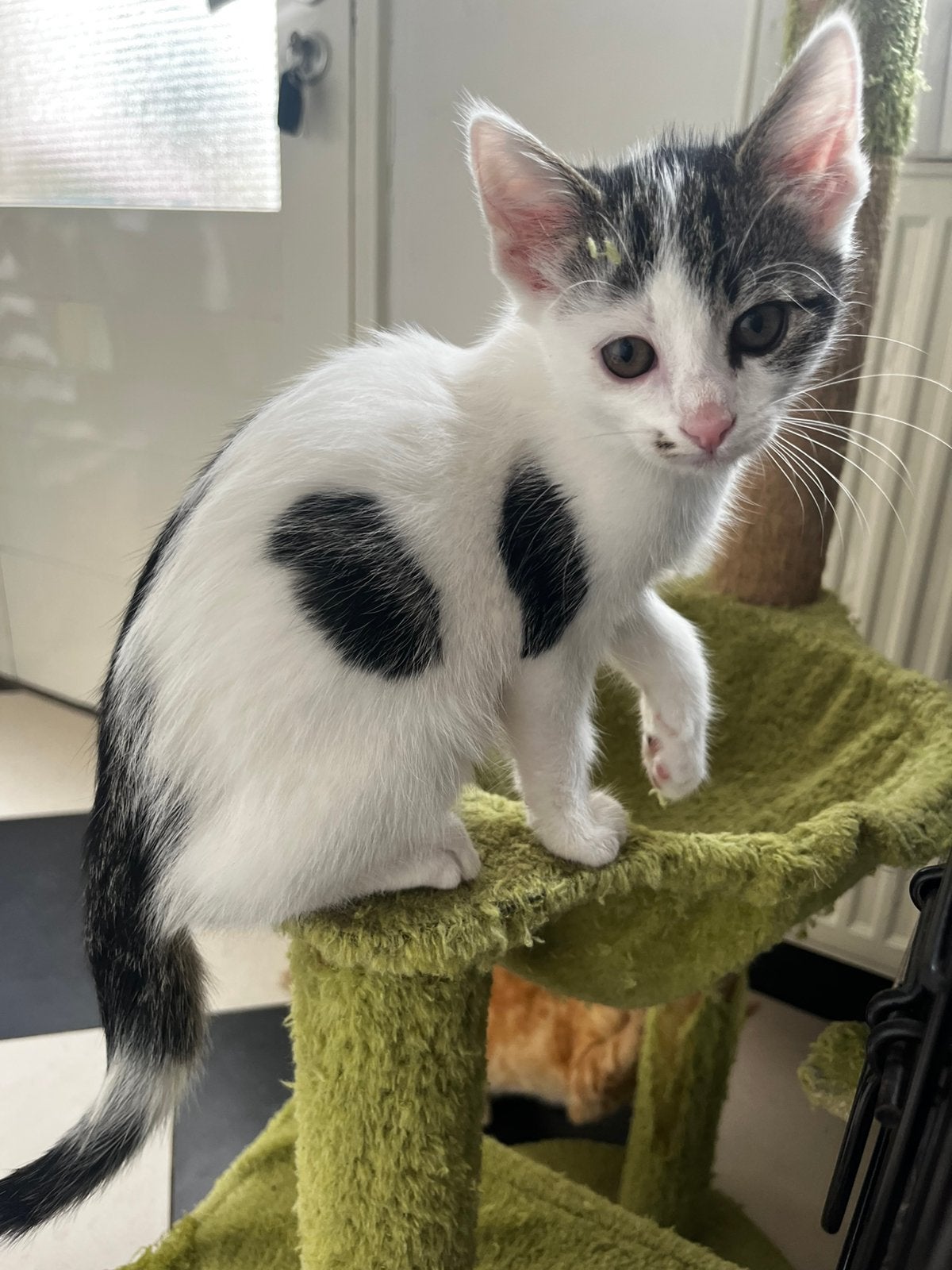 Lieve kittens te koop!, Meerdere dieren