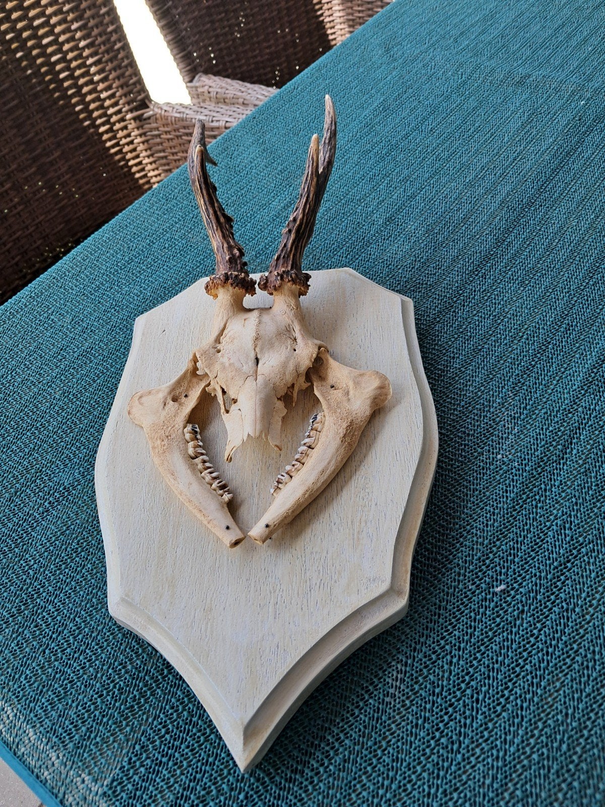 Hertenkop en Gewei op Schild - Decoratieve Jacht Trofee, Verzamelen, Dierenverzamelingen, Ophalen, Gebruikt, Hert, Gewei of Kop
