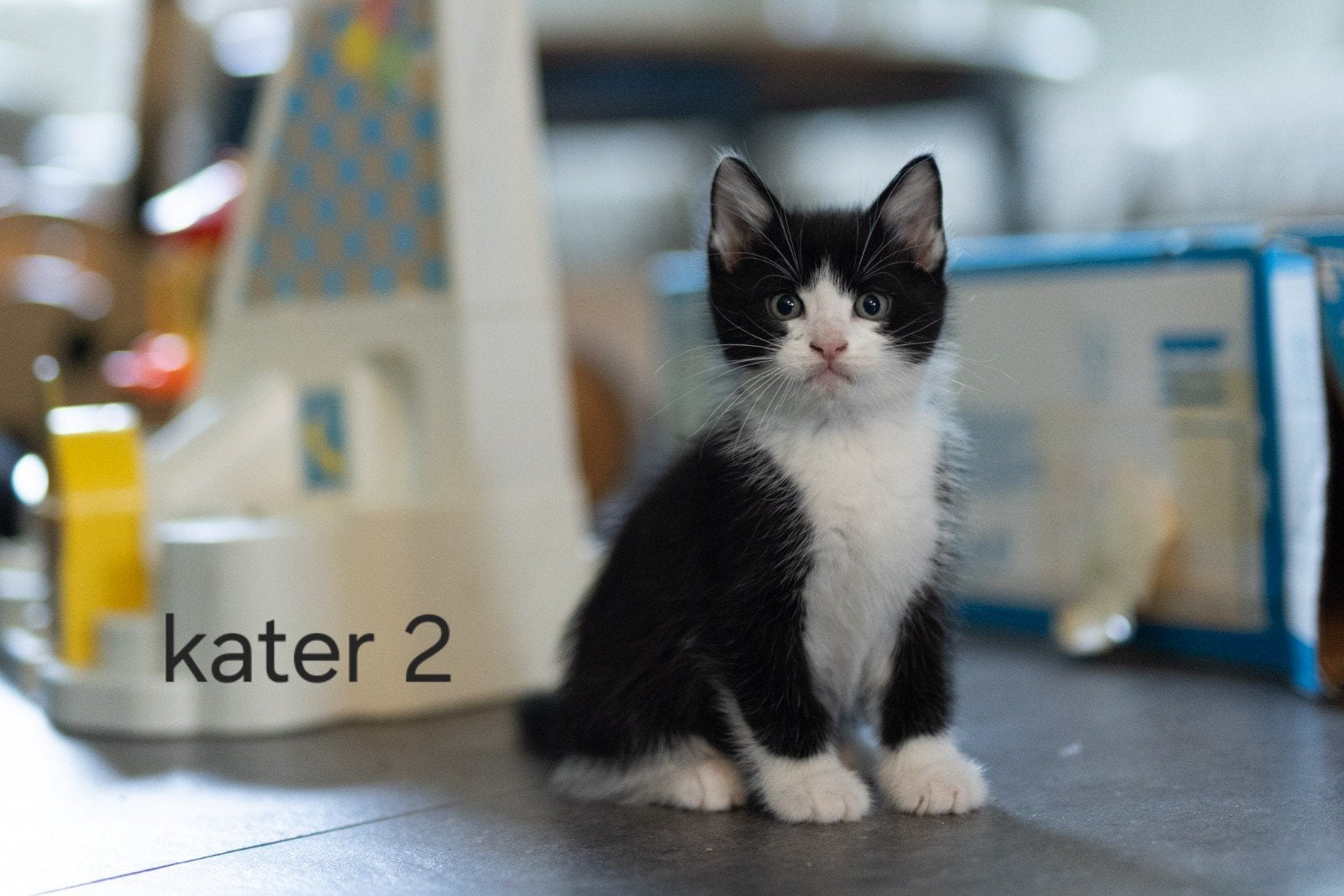 laatste katertje! kittens kindvriendelijk lief, Meerdere dieren, Ontwormd, 0 tot 2 jaar