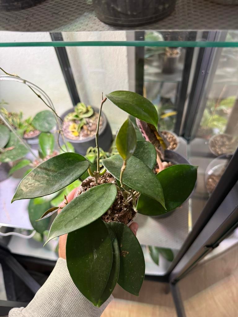 Hoya pottsii, Huis en Inrichting, Kamerplanten, Ophalen of Verzenden, Halfschaduw, Minder dan 100 cm