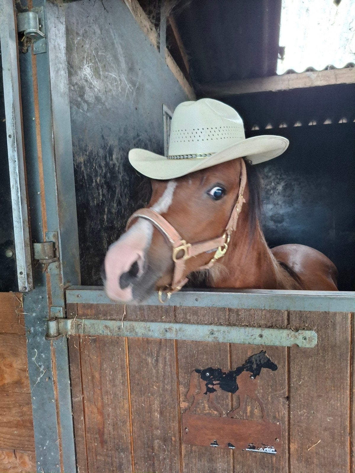 Zeer lieve welsh B pony !!!, Hengst, B pony (1.17m tot 1.27m), 0 tot 2 jaar