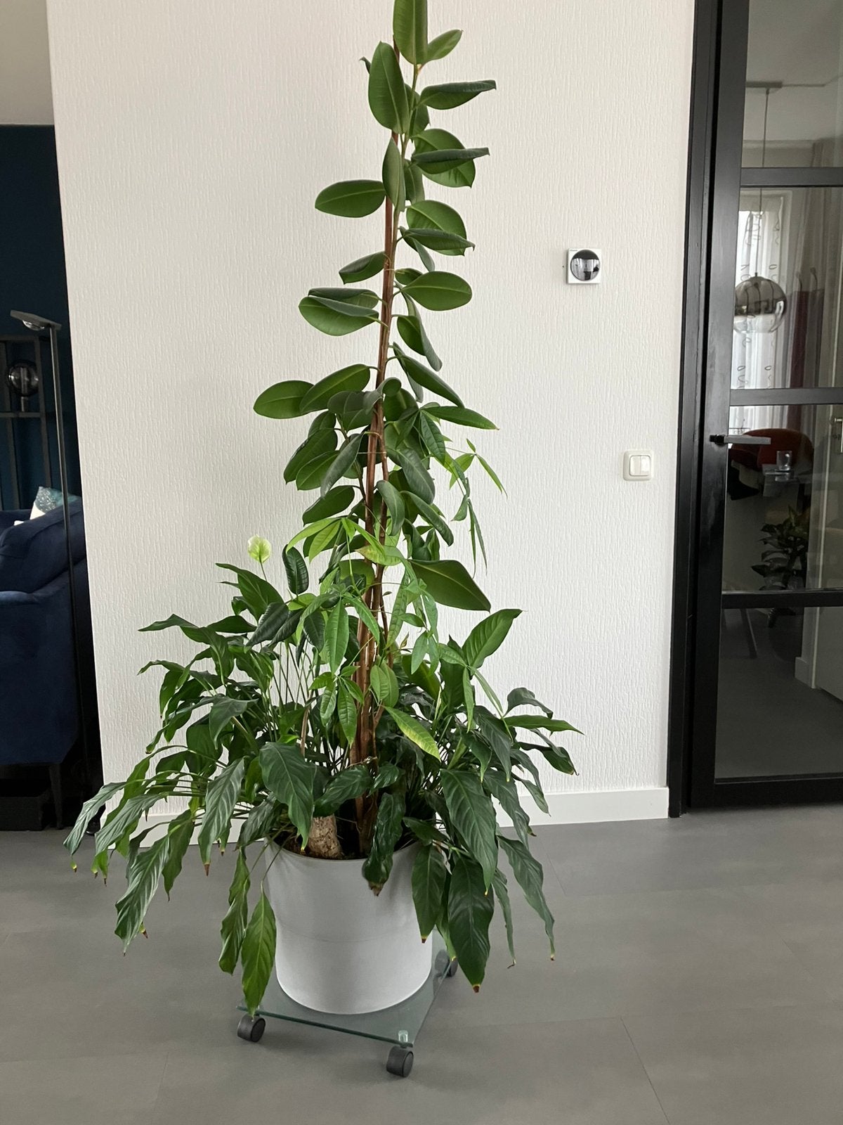 hoge kamerplanten in pot: rubberboom, geldboom, lepelplant, Ophalen, In pot, Halfschaduw, 150 tot 200 cm