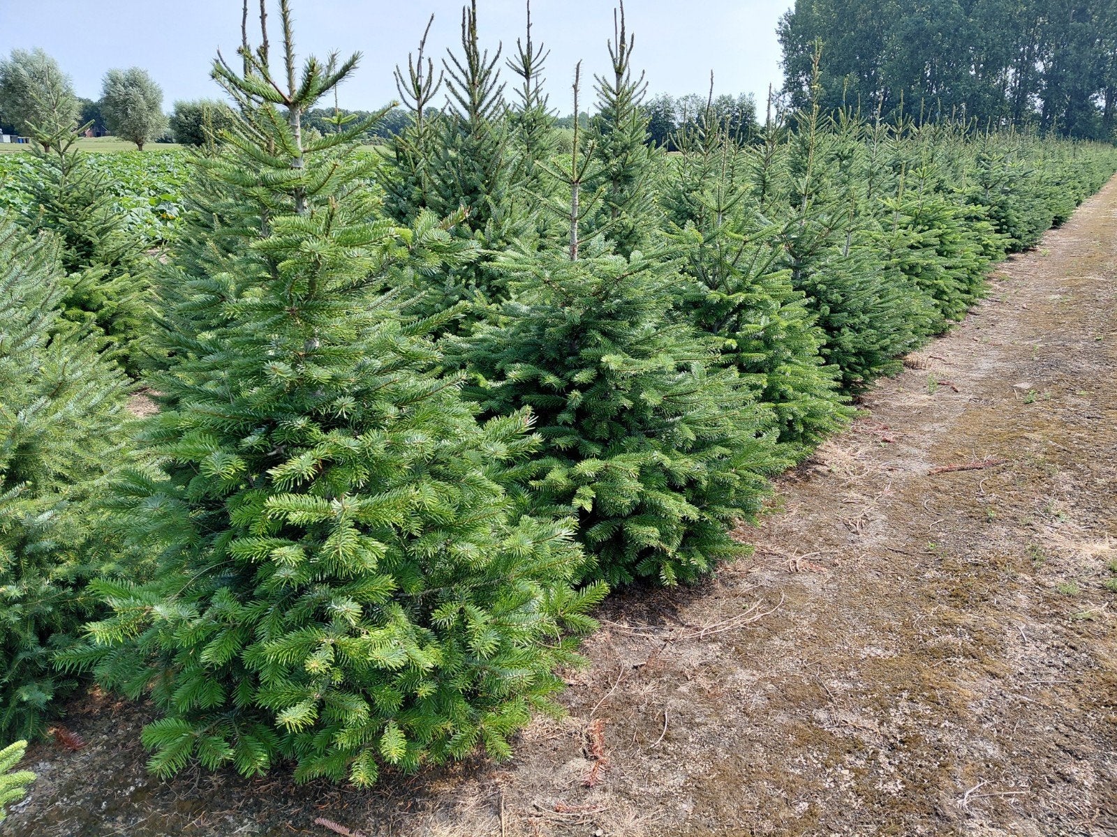 Kerstbomen Abies Nordman / Nordmann alle maten tot 150cm., Tuin en Terras, Planten | Bomen, Ophalen, Volle zon, Overige soorten