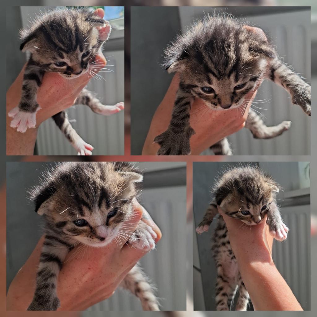 Prachtige kittens, Dieren en Toebehoren, Katten en Kittens | Overige Katten, Meerdere dieren
