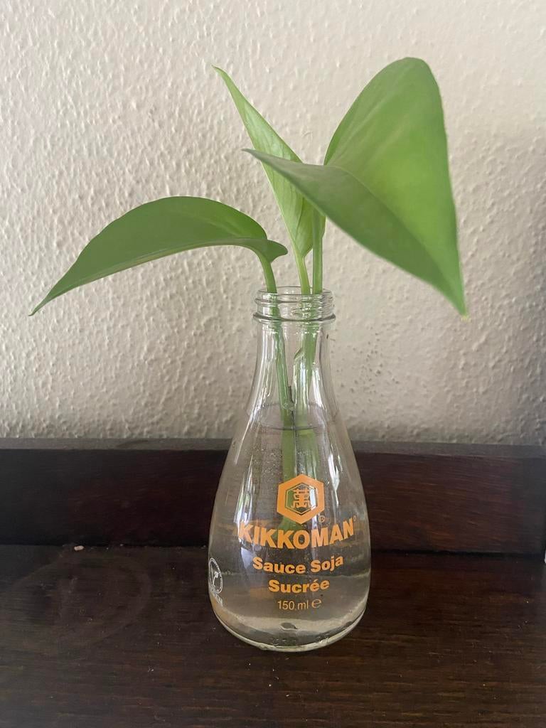 Groene plant in Kikkoman flesje, Overige soorten, Vaste plant, Ophalen of Verzenden, Bloeit niet
