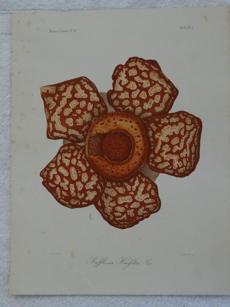 Rafflesia Hasfeltü, Sur / Woekerplanten op Sumatra, A.J. Kouwels, Ophalen of Verzenden, Zo goed als nieuw, Schilder- en Tekenkunst