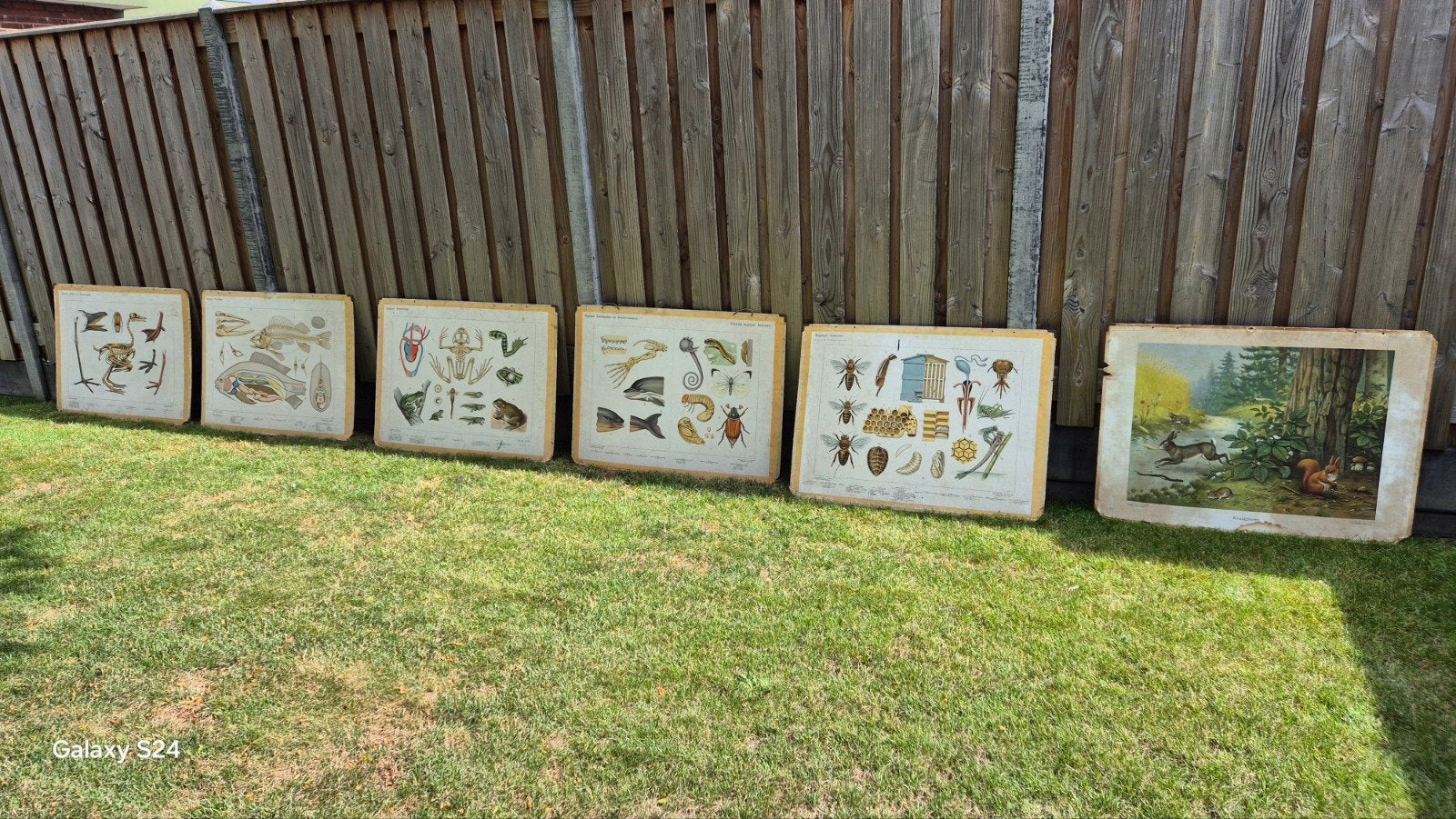 Vintage schoolplaten biologie/natuur (6 stuks), Antiek en Kunst, Antiek | Schoolplaten, Ophalen of Verzenden, Natuur en Biologie