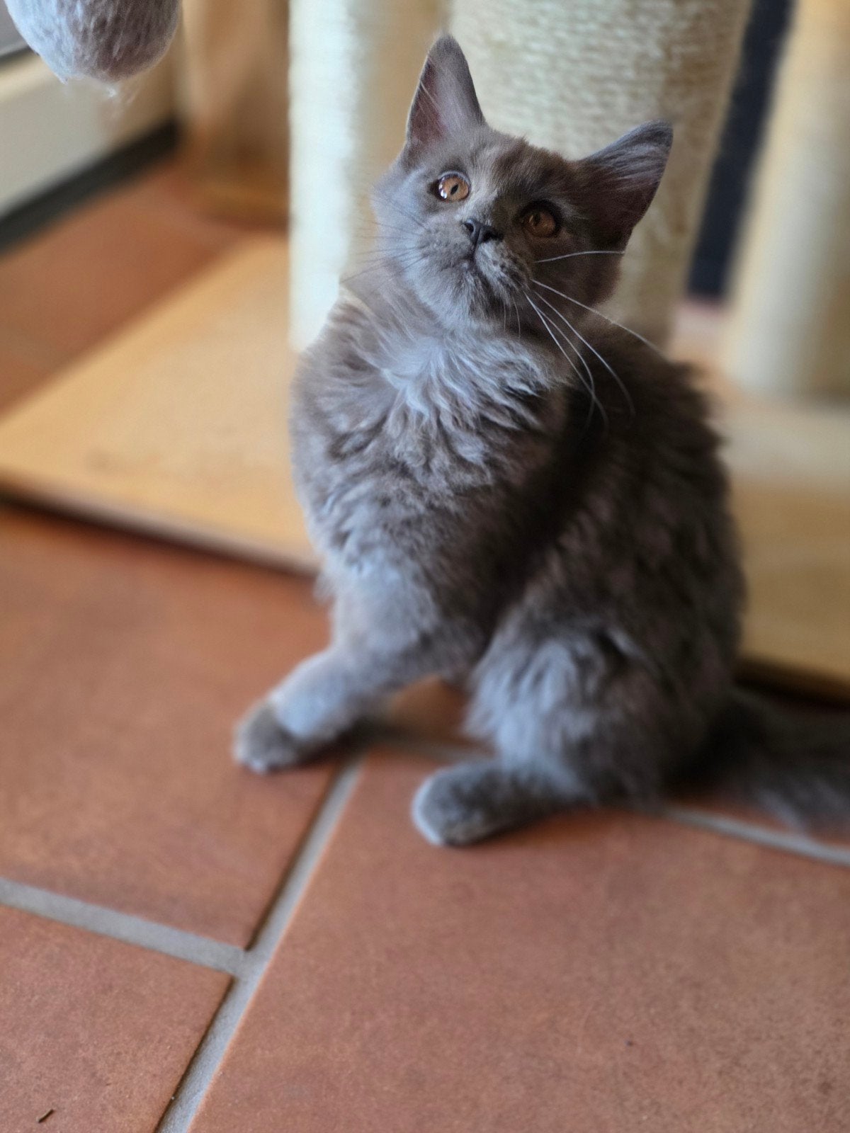 Aanhankelijke Maine Coon kitten XXL, Poes, Ontwormd, 0 tot 2 jaar