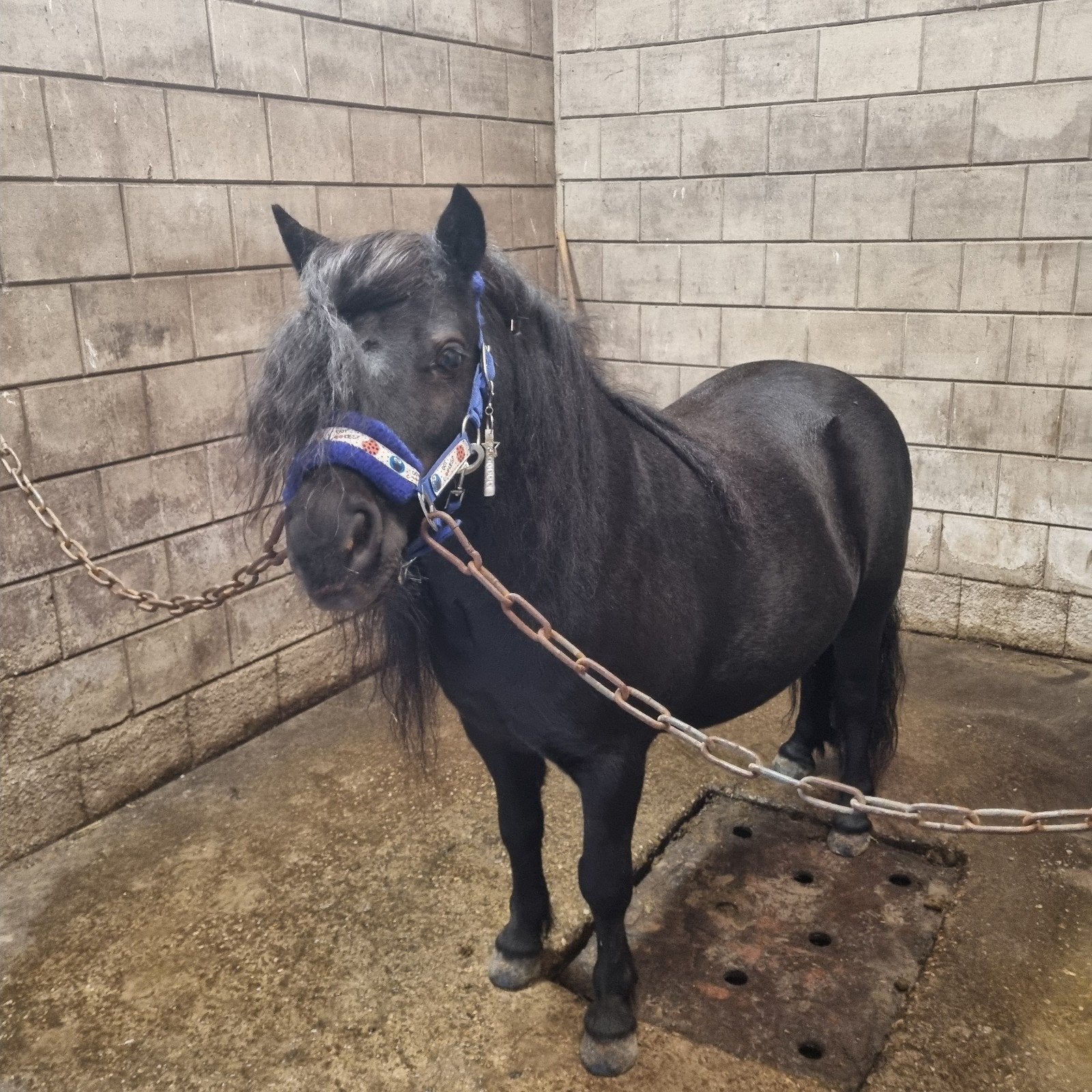 verzorgpony/paard GEZOCHT, Dieren en Toebehoren, Ophalen of Verzenden