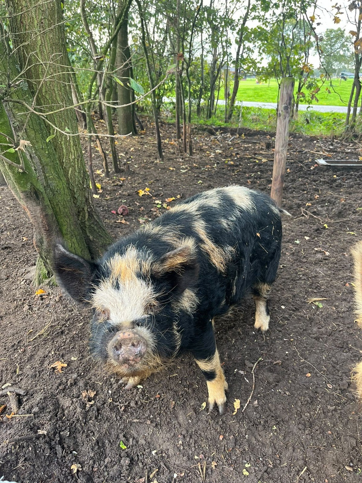 Dekbeer, Dieren en Toebehoren