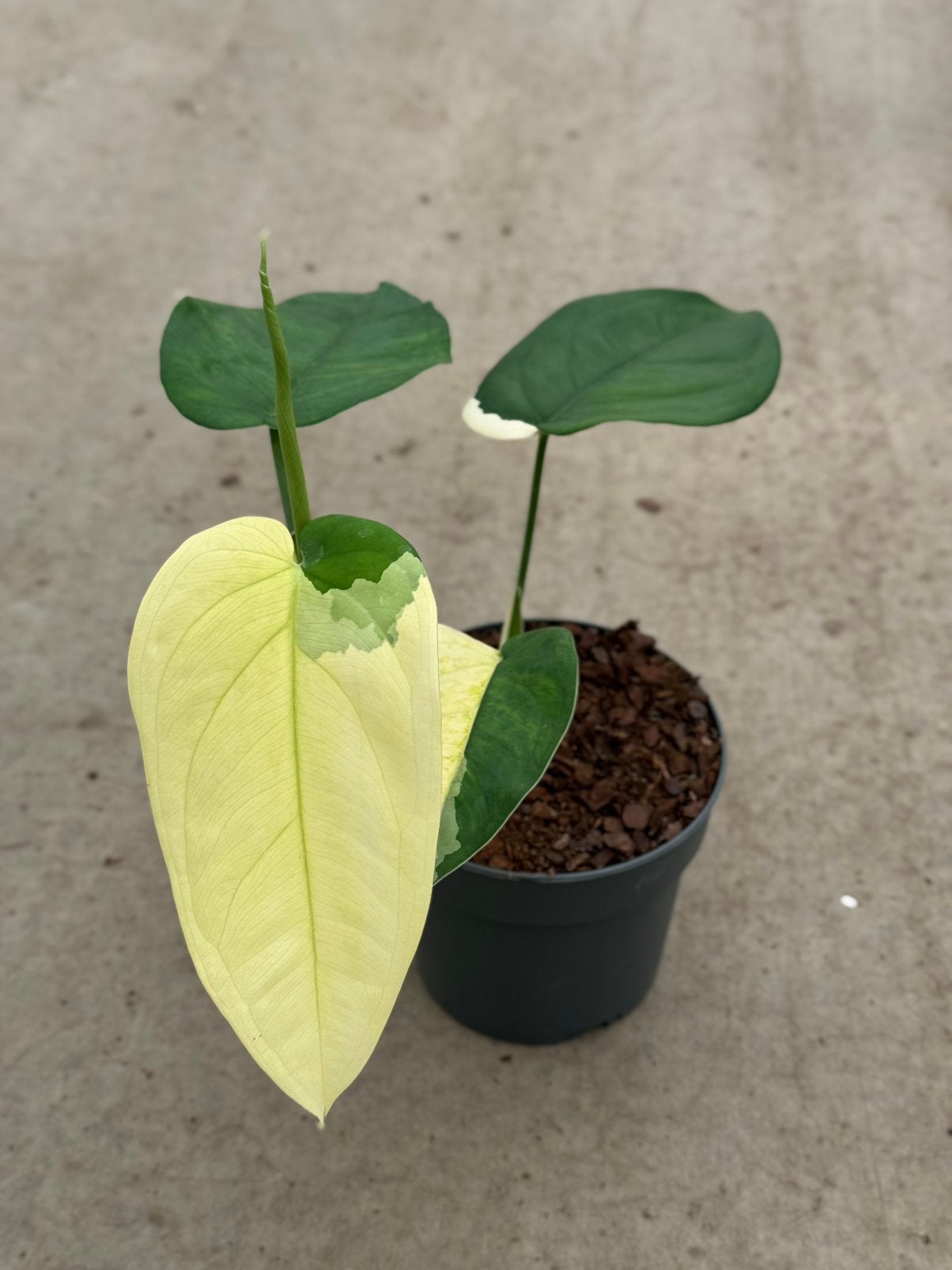 Syngonium Chiapense Albo Variegata, Huis en Inrichting, Kamerplanten, Ophalen of Verzenden, Halfschaduw, Minder dan 100 cm