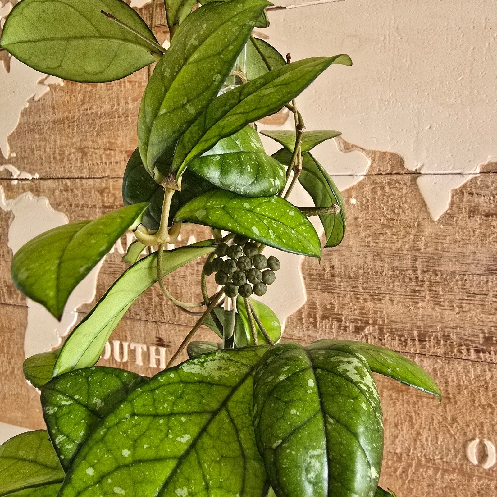 Hoya Crassipetiolata Splash - Ronde bladeren, Huis en Inrichting, Ophalen, Overige soorten, Minder dan 100 cm, Bloeiende kamerplant