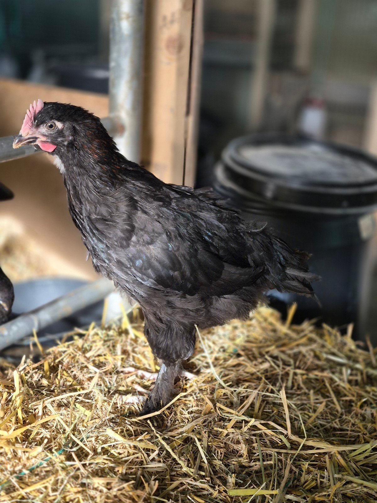 Marans hanen, Mannelijk, Kip