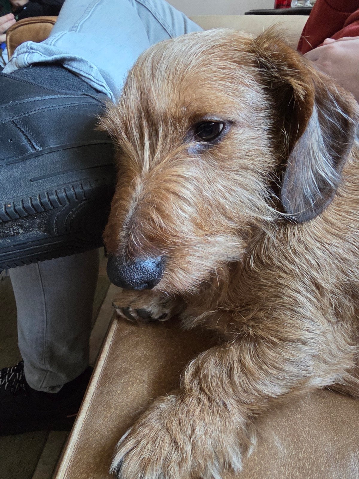 Lieve ruwhaar teckel Mylo zoekt een nieuw thuis, Eén hond, 3 tot 5 jaar, Nederland, Particulier