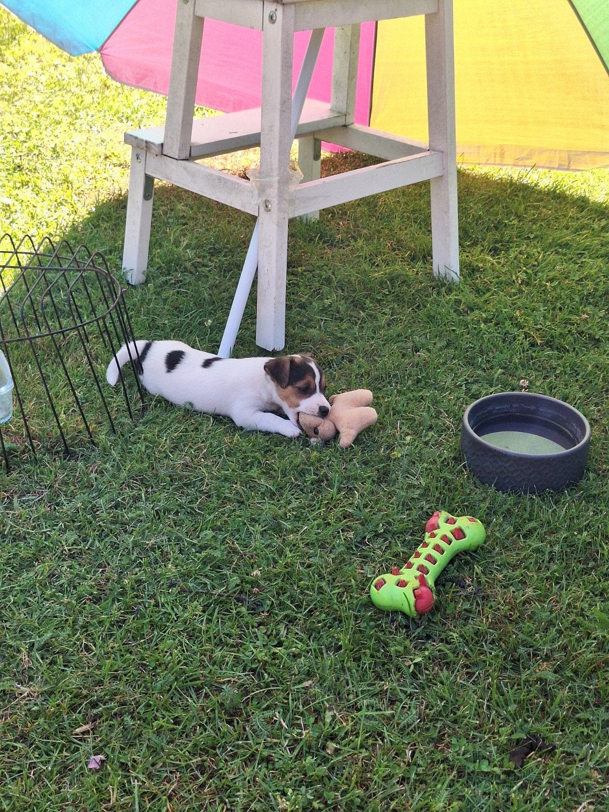 Jackrussel puppys, Jack Russell Terriër, 8 tot 15 weken, Meerdere, Meerdere dieren