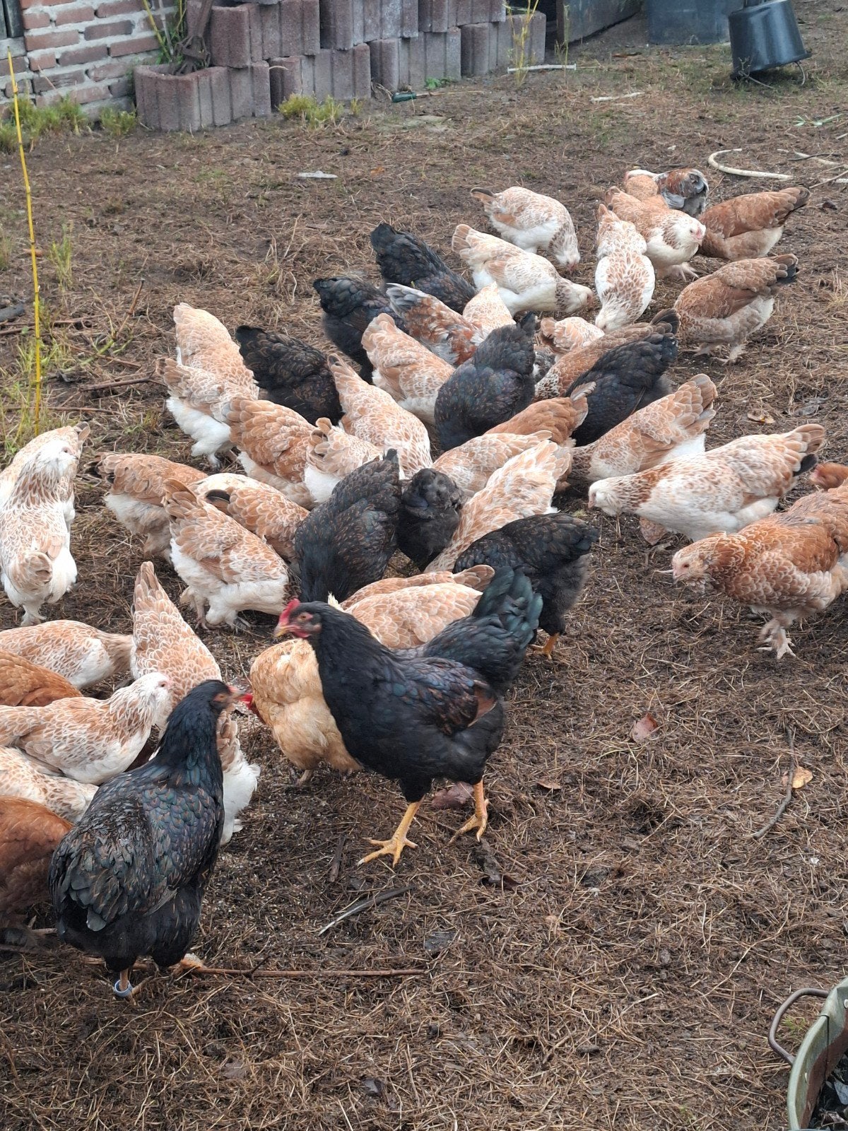 faverolles  kippen, Dieren en Toebehoren, Meerdere dieren, Kip