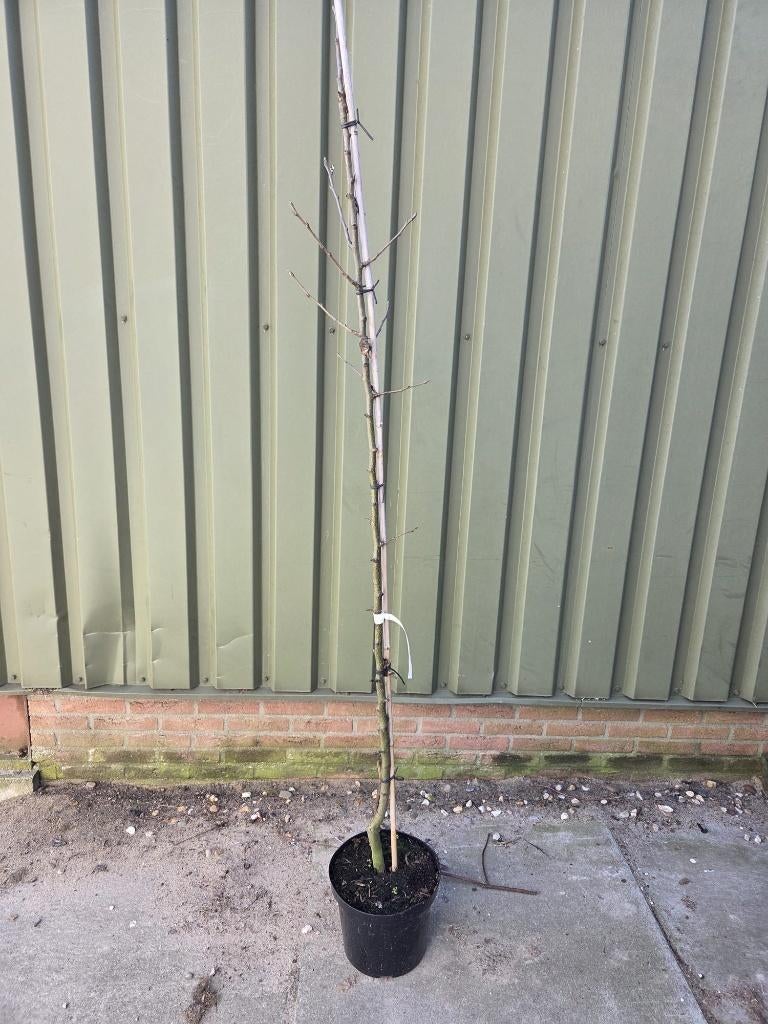 Te koop aangeboden peren boompjes, Tuin en Terras, Ophalen, Lente, Volle zon, 100 tot 250 cm