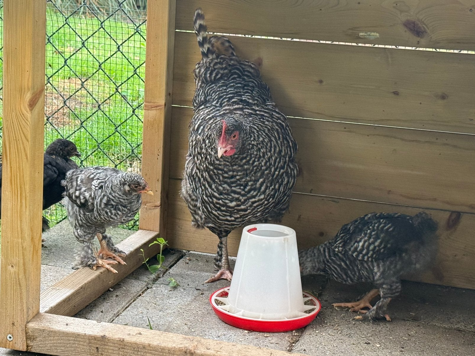 Mooie hen met 3 kuikens te koop, Meerdere dieren, Kip