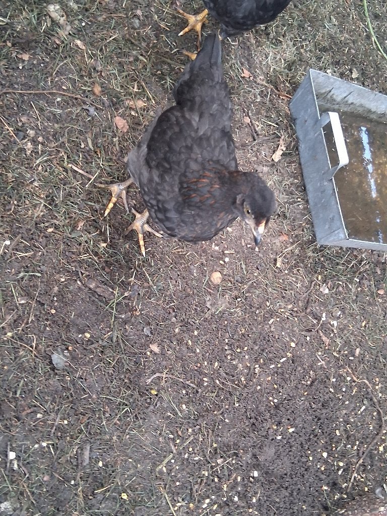 Kip kuiken, Dieren en Toebehoren, Pluimvee, Vrouwelijk, Kip
