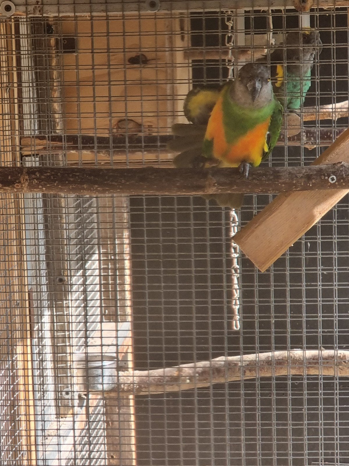 Koppel bonte boeren   (ruilen ), Meerdere dieren, Parkiet, Tam