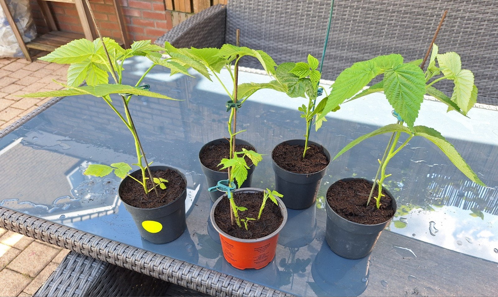 Gele framboos plantjes in pot, Ophalen, Volle zon, Vaste plant, Zomer