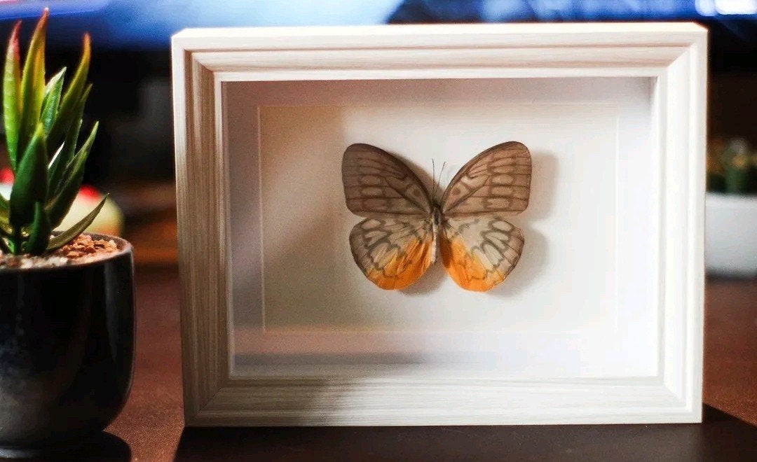 vlinder in lijst, Verzamelen, Ophalen of Verzenden, Nieuw, Insect, Opgezet dier