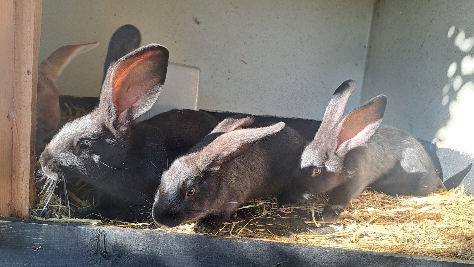 jonge vlaamse reus rammetjes, Dieren en Toebehoren, Mannelijk, Groot