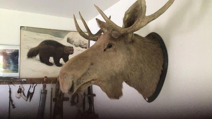 Eland, Verzamelen, Ophalen, Zo goed als nieuw, Paard, Beeldje of Figuurtje