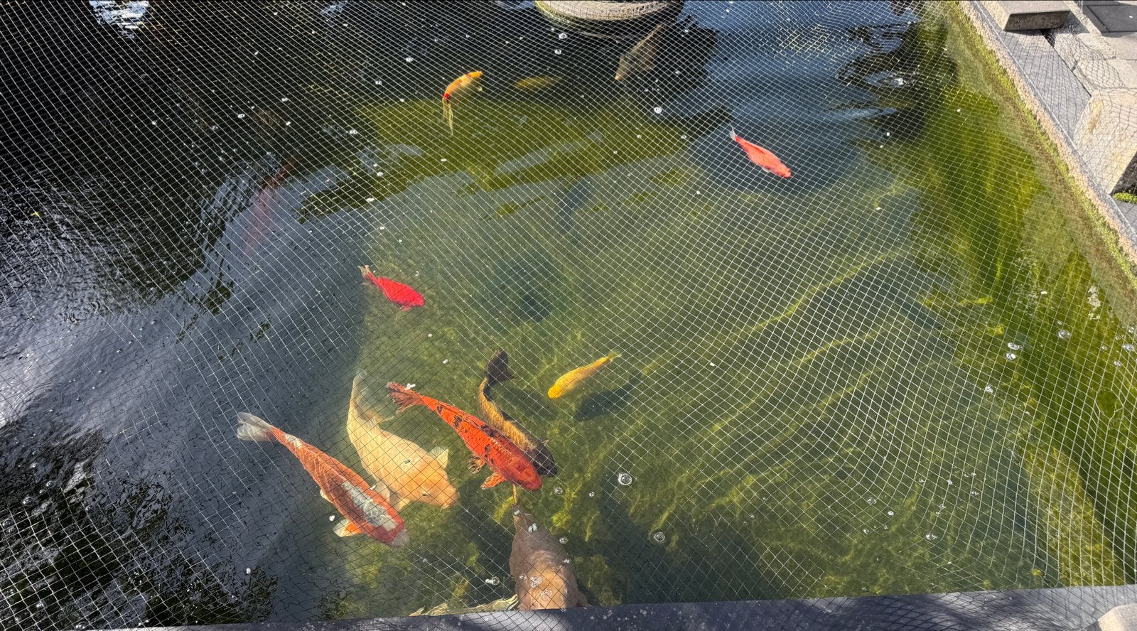 9 koikarpers/ 5 goudvissen, Dieren en Toebehoren, Karper of Koi