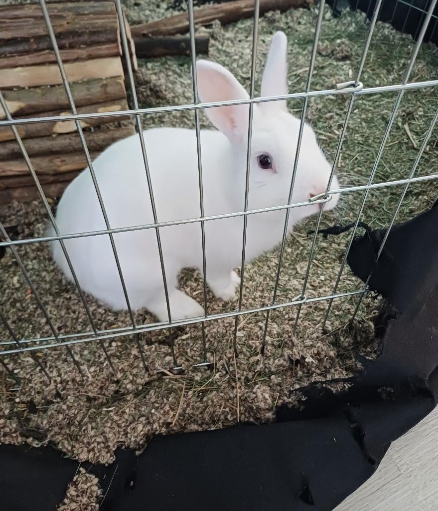 2 konijnen te koop, Meerdere dieren, Klein, 0 tot 2 jaar
