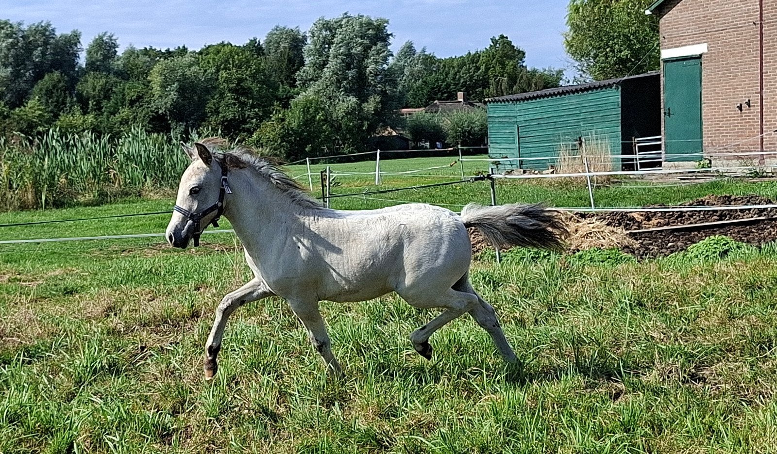 Appaloosa hengstveulen, Hengst