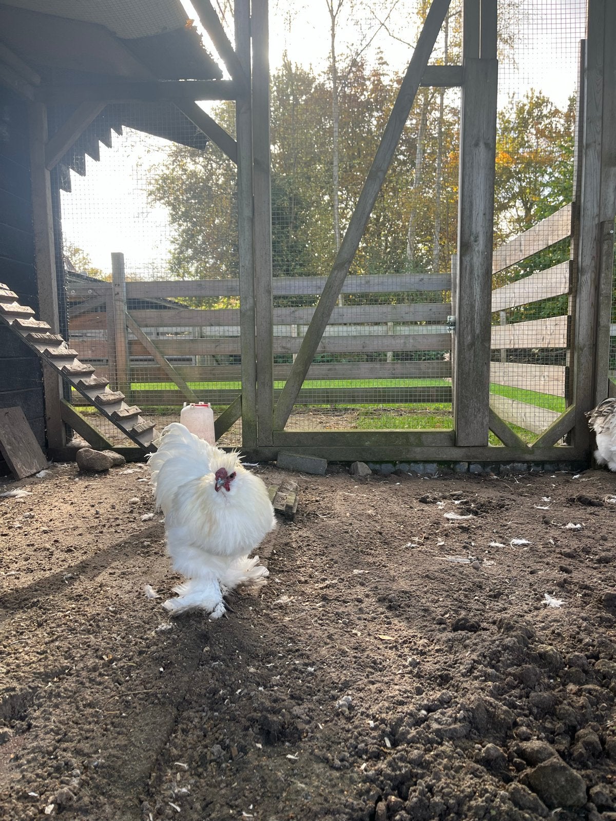 Twee hanen te koop!, Dieren en Toebehoren, Mannelijk, Kip